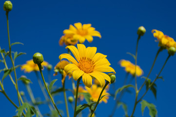 Maxican Sunflower or Tithonia diversifolia on the blue sky background