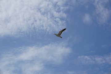aves