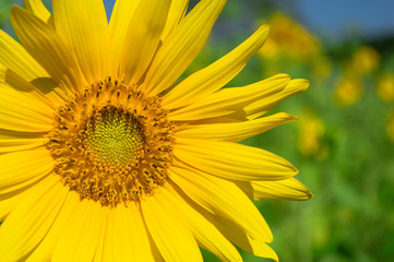 Sunflower field on blue sky background