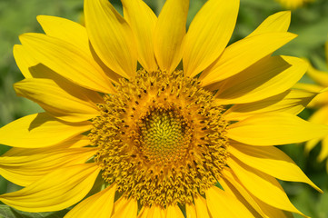 Sunflower field on geen leaf background