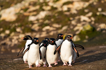 ペンギン ペブル島 フォークランド諸島 Pebble Island © Earth theater