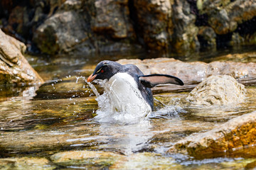 ペンギン ペブル島 フォークランド諸島 Pebble Island