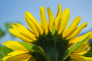 Sunflower field on blue sky background