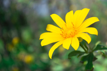 Obraz premium Maxican Sunflower or Tithonia diversifolia on the green background