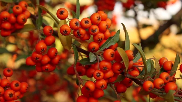 Bunch of red berries on plant. close up view