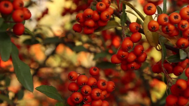 Close up view of red berries on plant in garden 