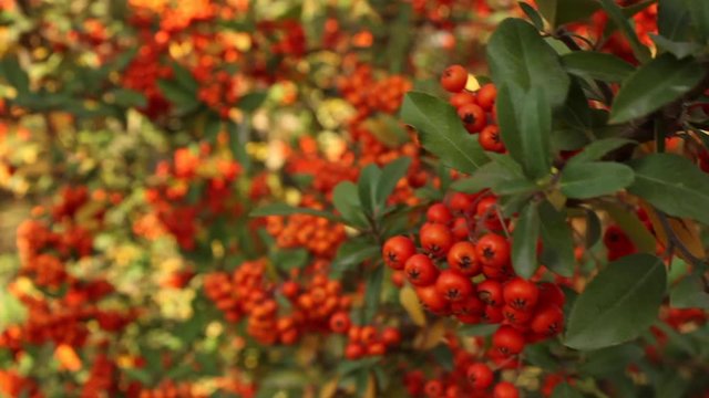 Bunches of red berries on plant. close up view