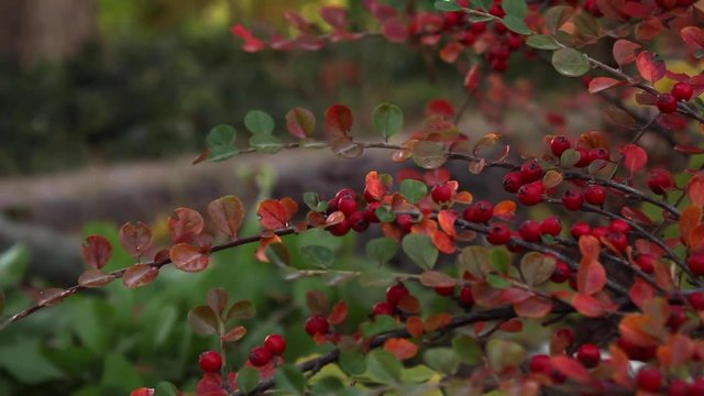 View of red berries on branch with autumnal leaves in garden. pan right