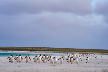 ペンギン ブリーカー島 フォークランド諸島 Bleaker Island
