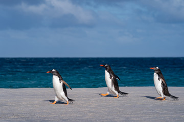 Fototapeta na wymiar ペンギン ブリーカー島 フォークランド諸島 Bleaker Island