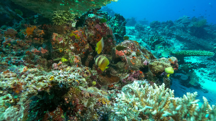 Fototapeta na wymiar two blacklip butterfly fish at rainbow reef