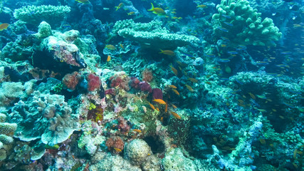 school of orange anthias fish at a coral reef in fiji