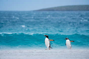 Naklejka premium ペンギン ブリーカー島 フォークランド諸島 Bleaker Island