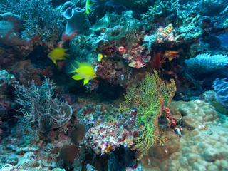 Fototapeta na wymiar two golden damselfish at rainbow reef in fiji