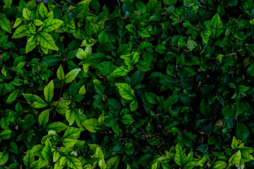 Fototapeta na wymiar Creative layout made of green leaves as a background.