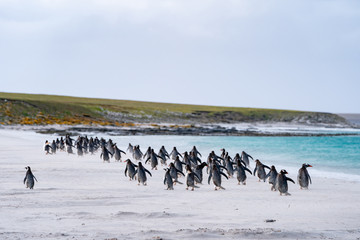 ペンギン ブリーカー島 フォークランド諸島 Bleaker Island