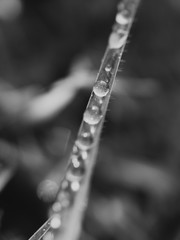drops of water on glass