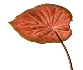 Caladium bicolor leaf tropical isolated on white background, low angle view,with clipping path.