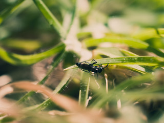 Insect amongst the grass