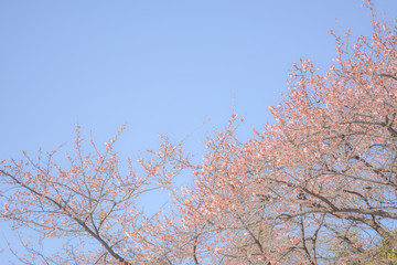 東京都新宿区の公園のたくさんの桜の蕾