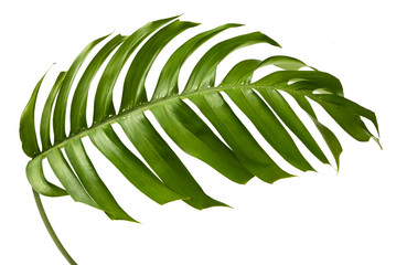 Green Philodendron leaf(Monstera deliciosa) tropical isolated on white background, top angle view. © ittisak