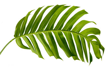 Green Philodendron leaf(Monstera deliciosa) tropical isolated on white background, top angle view.