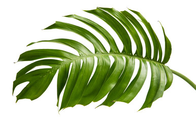 Green Philodendron leaf(Monstera deliciosa) tropical isolated on white background, top angle view.