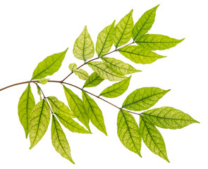 Wrightia religiosa leaves tropical isolated on white background.