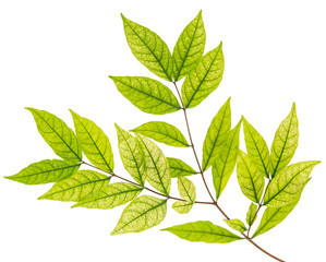 Wrightia religiosa leaves tropical isolated on white background.