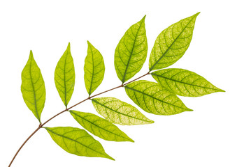 Wrightia religiosa leaves tropical isolated on white background.