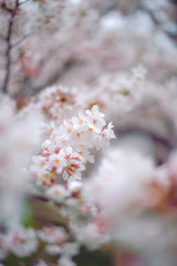 埼玉県川口市の満開に咲く桜