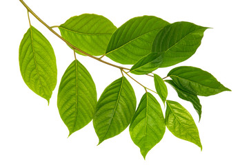 Naklejka premium Cananga odorata leaf(Ylang-ylang )tropical isolated on white background, top angle view,with clipping path.
