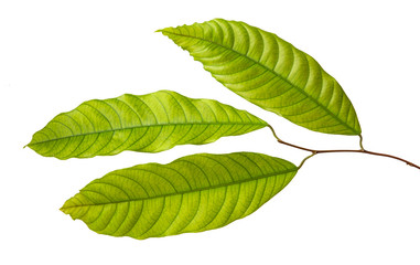 Obraz premium Vatica diospyroides leaf(Chan ka pho) tropical isolated on white background, low angle view,with clipping path.