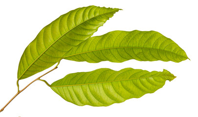 Vatica diospyroides leaf(Chan ka pho) tropical isolated on white background, low angle view,with clipping path.