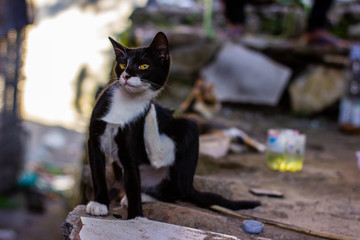 Portrait of wild cats outdoors. Cute domestic animals. Pets relax in a motorcycle repair shop.