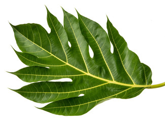 Artocarpus altilis leaf(Breadfruit) tropical isolated on white background, top angle view,with clipping path.