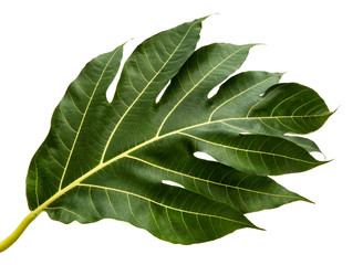 Obraz premium Artocarpus altilis leaf(Breadfruit) tropical isolated on white background, top angle view,with clipping path.