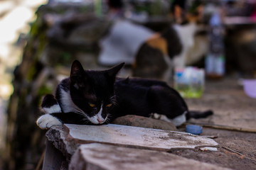 Portrait of wild cats outdoors. Cute domestic animals. Pets relax in a motorcycle repair shop.