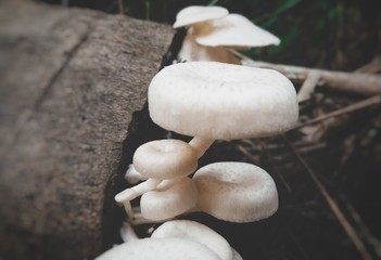 Mushroom grows on dead trees