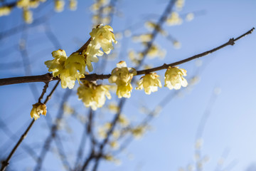東京都新宿区の公園の冬に咲く黄色い花
