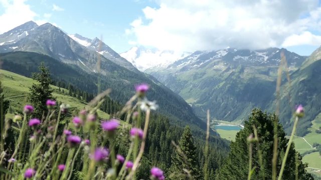 Flower meadow and aerial view of the High Taunern mountain range in Austria Tirol. Alpine landscape with mountain peaks.
