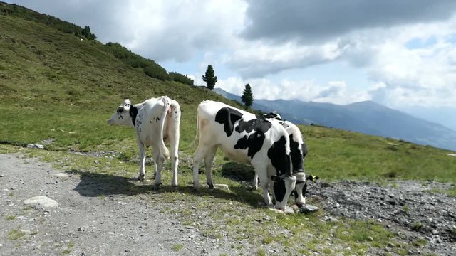 Group of young cows in high taunern mountain range in Austria.