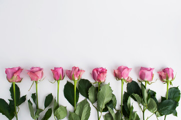Fototapeta premium Pink rose flower