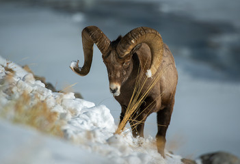 Big Horn Ram looking for grass