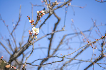 東京都新宿区の公園の寒い日に咲き始めた一輪の梅の花