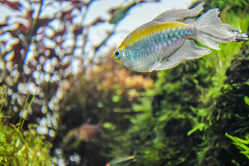 Fototapeta premium 水族館の水槽を優雅に泳ぐ熱帯魚