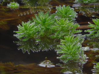 duckweed in the wetlands