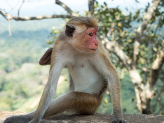 The toque macaque (Macaca sinica) is a Old World monkey endemic to Sri Lanka, known as the rilewa or rilawa