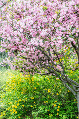 満開の桜と小さな黄色い花
