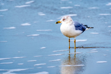 A gray and white seagull wading in the edge of the surf.